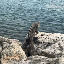 фото из отзыва ID 1699780