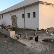 фото из отзыва ID 1696910