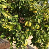 фото из отзыва ID 1691853