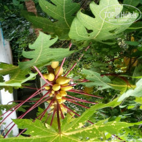 фото из отзыва ID 1701339