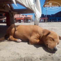 фото из отзыва ID 1701346