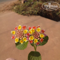 фото из отзыва ID 1701346