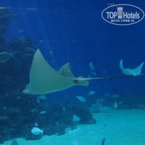 фото из отзыва ID 1702743