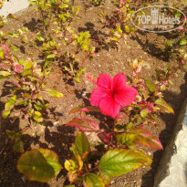 фото из отзыва ID 1703058