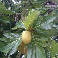 фото из отзыва ID 1703392