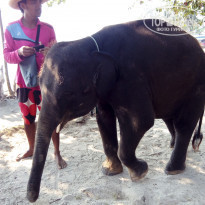 фото из отзыва ID 1703487