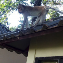 фото из отзыва ID 1703505