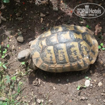 фото из отзыва ID 1704264