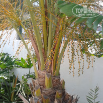 фото из отзыва ID 1704377
