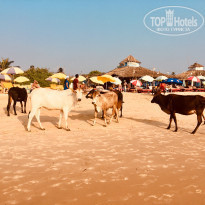 фото из отзыва ID 1704741