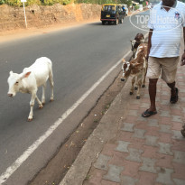 фото из отзыва ID 1705374