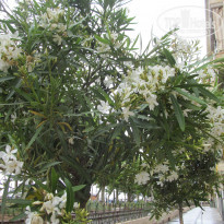 фото из отзыва ID 1705867