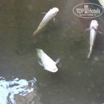 фото из отзыва ID 1706217