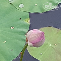 фото из отзыва ID 1706612