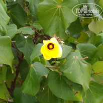 фото из отзыва ID 1706704