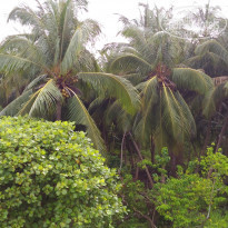 фото из отзыва ID 1706704