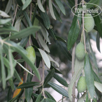 фото из отзыва ID 1706785