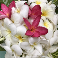 фото из отзыва ID 1707271