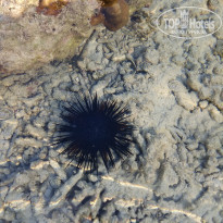 фото из отзыва ID 1708120