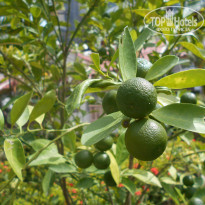 фото из отзыва ID 1708349