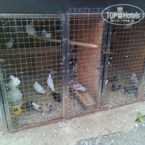 фото из отзыва ID 1709979