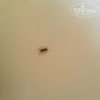 фото из отзыва ID 1710000