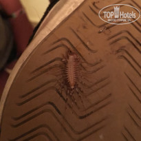 фото из отзыва ID 1710000