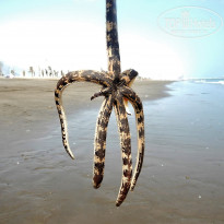 фото из отзыва ID 1710884