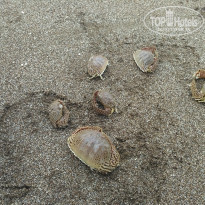 фото из отзыва ID 1710884