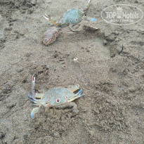 фото из отзыва ID 1710884