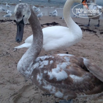 фото из отзыва ID 1710886