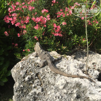 фото из отзыва ID 1711111