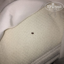 фото из отзыва ID 1711683