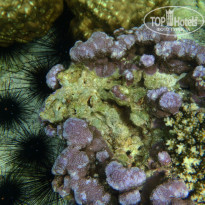 фото из отзыва ID 1712663