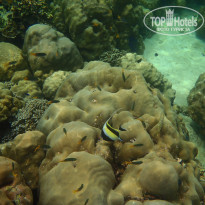 фото из отзыва ID 1712663