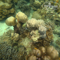 фото из отзыва ID 1712663