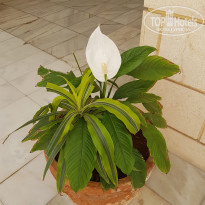 фото из отзыва ID 1714744