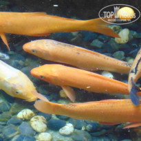 фото из отзыва ID 1714512