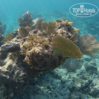 фото из отзыва ID 1716655