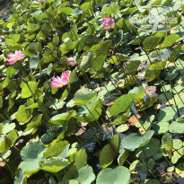 фото из отзыва ID 1717229