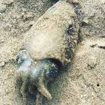 фото из отзыва ID 1717229