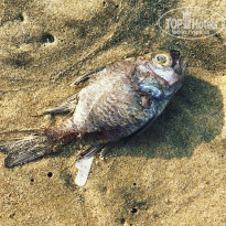 фото из отзыва ID 1717229