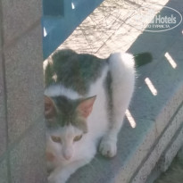 фото из отзыва ID 1717273