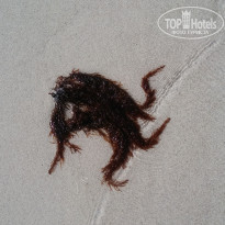 фото из отзыва ID 1717273