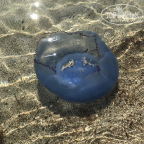 фото из отзыва ID 1717377