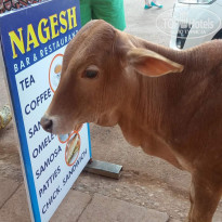 фото из отзыва ID 1717702