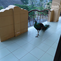 фото из отзыва ID 1717705