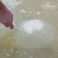 фото из отзыва ID 1718227