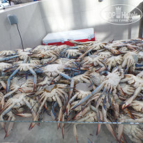 фото из отзыва ID 1718904