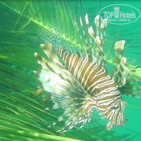 фото из отзыва ID 1710933